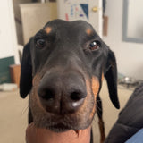 Dog Run - Dog Paw Balm